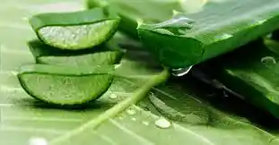 Make aloe vera gel a night cream, without expensive product you will get glowing skin..